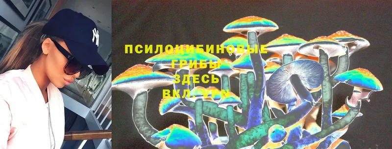 omg как войти  купить наркоту  Тавда  Псилоцибиновые грибы Psilocybe 